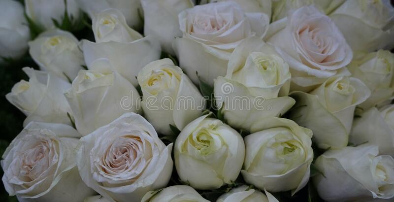 Detail White Rose Species Nomer 25