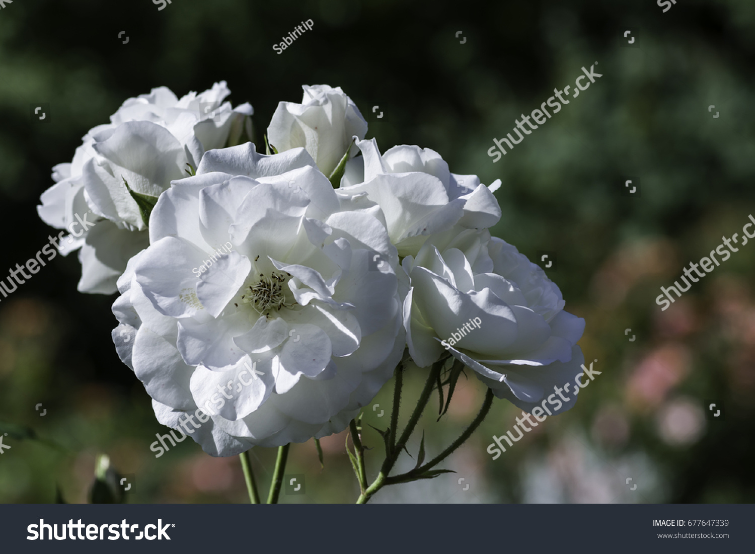 Detail White Rose Species Nomer 27