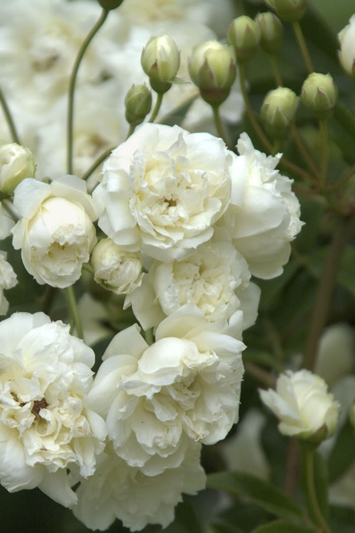 Detail White Rose Species Nomer 37