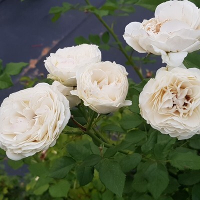 Detail White Rose Species Nomer 38