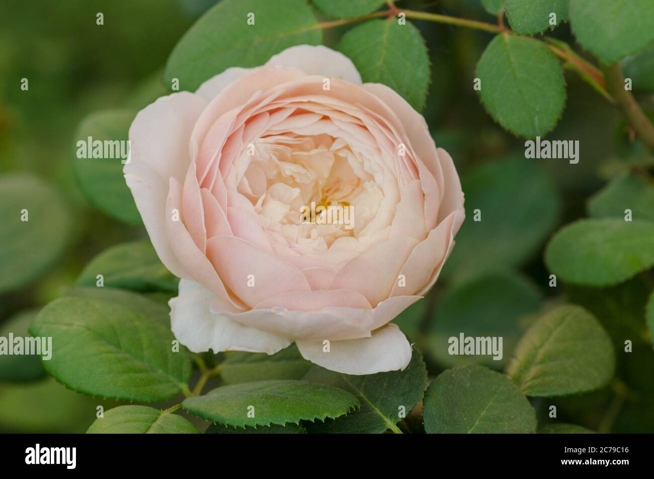 Detail White Rose Species Nomer 40