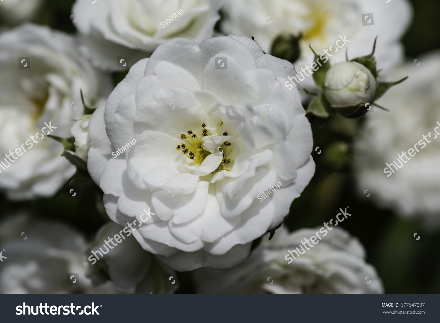 Detail White Rose Species Nomer 46