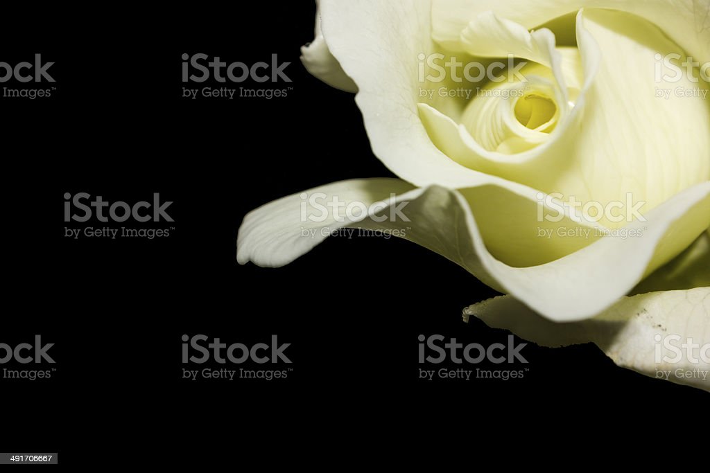 Detail White Rose Species Nomer 47