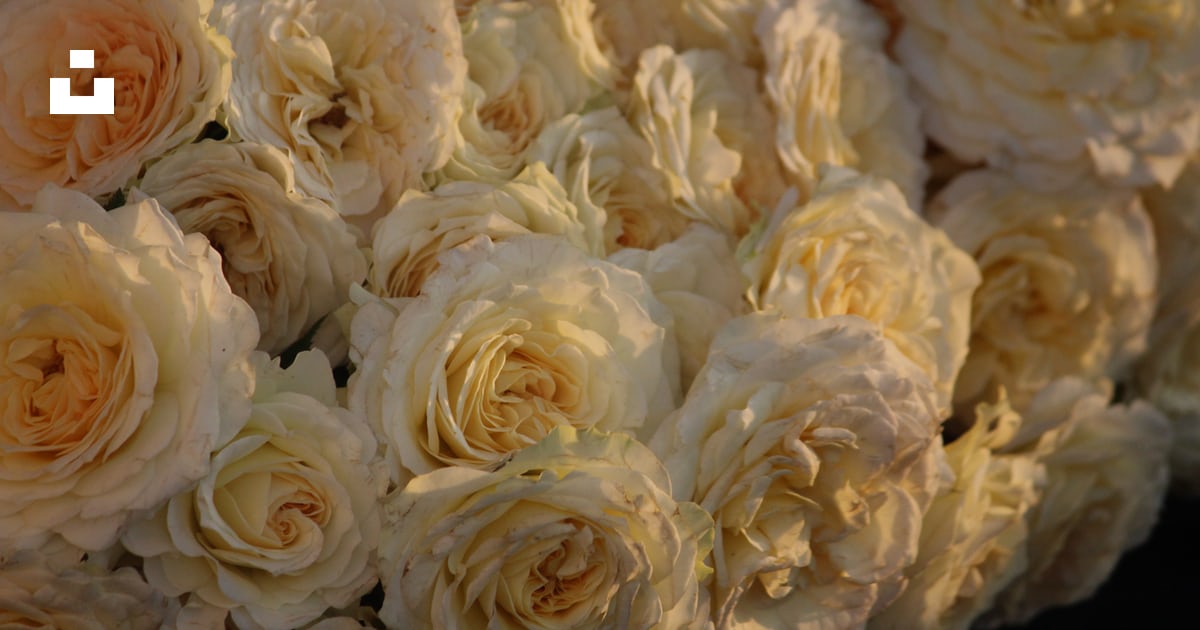 Detail White Rose Species Nomer 48