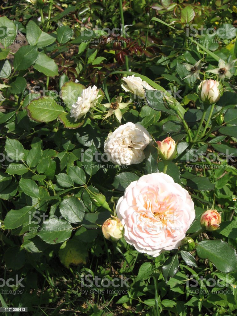 Detail White Rose Species Nomer 49