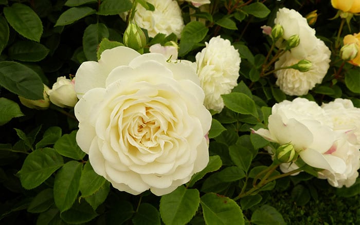 Detail White Rose Species Nomer 9