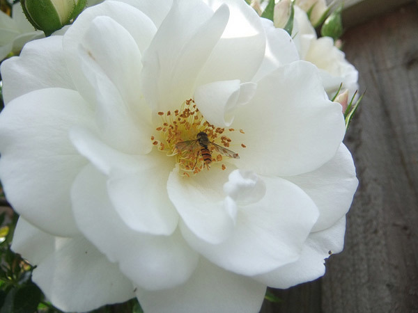 Detail White Rose Species Nomer 10