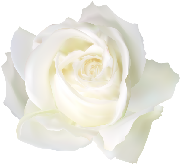 Detail White Rose Transparent Background Nomer 11