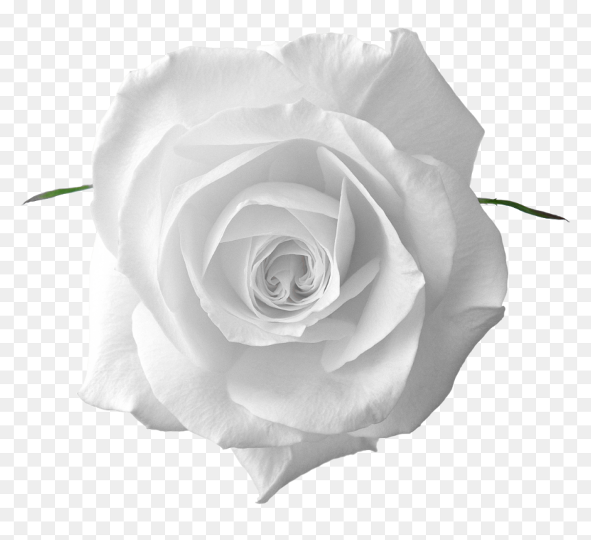 Detail White Rose Transparent Background Nomer 12