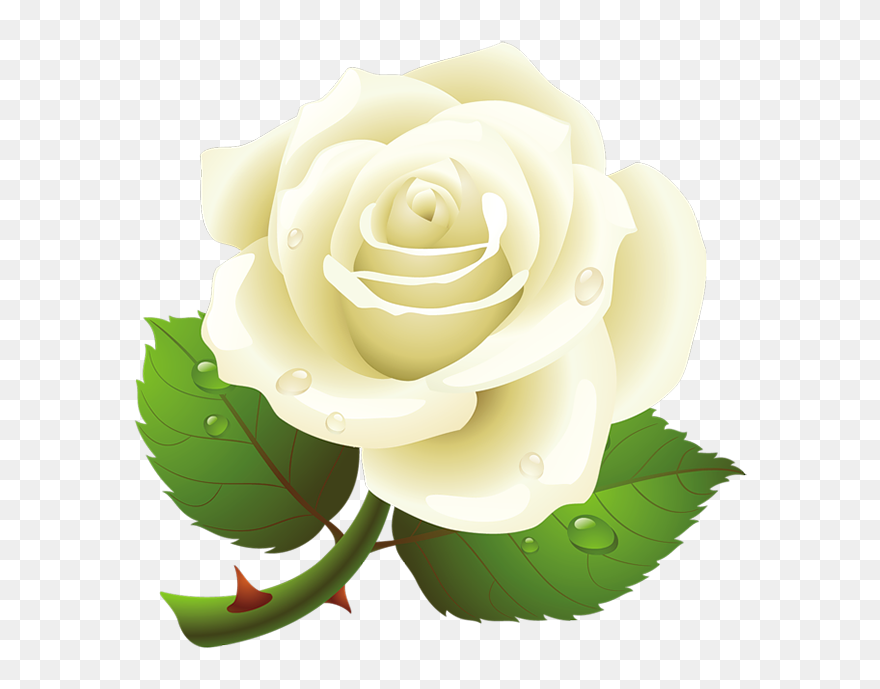 Detail White Rose Transparent Background Nomer 18