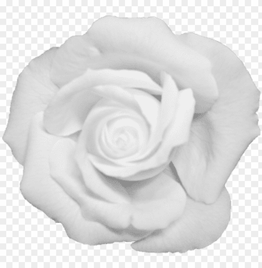 Detail White Rose Transparent Background Nomer 21