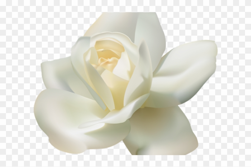 Detail White Rose Transparent Background Nomer 23
