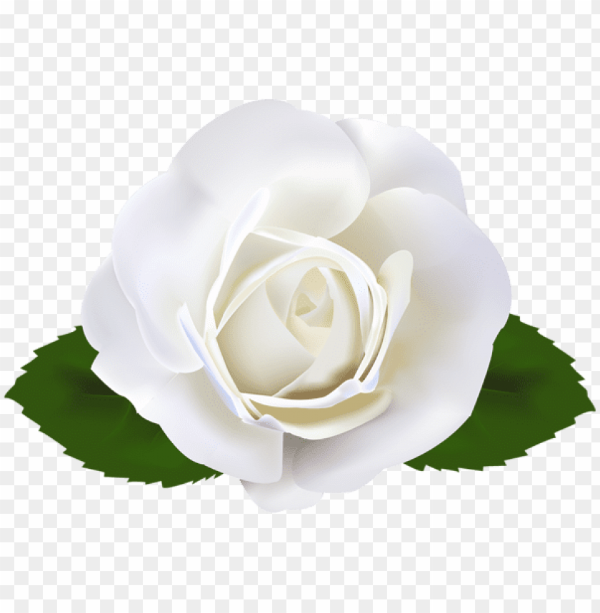Detail White Rose Transparent Background Nomer 3