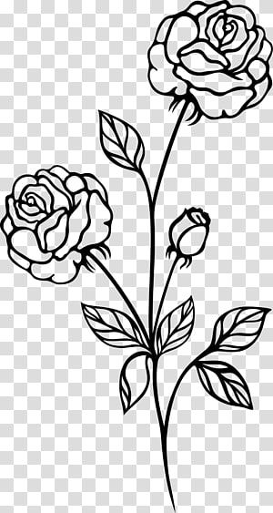 Detail White Rose Transparent Background Nomer 35