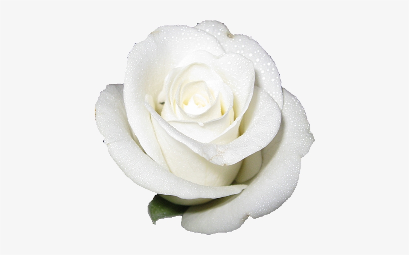 Detail White Rose Transparent Background Nomer 4