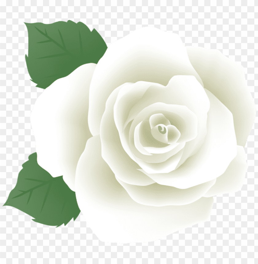 Detail White Rose Transparent Background Nomer 37