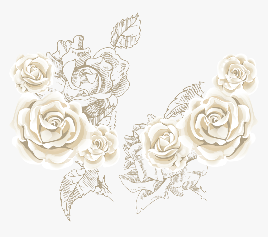 Detail White Rose Transparent Background Nomer 46