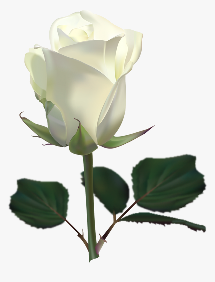 Detail White Rose Transparent Background Nomer 8