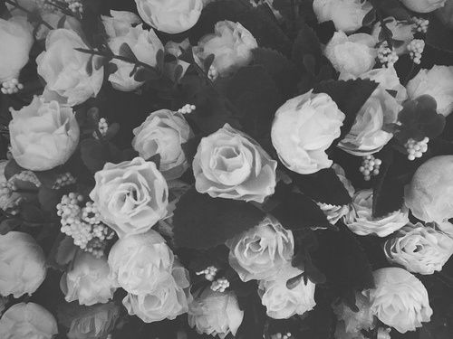 Detail White Rose Tumblr Backgrounds Nomer 2