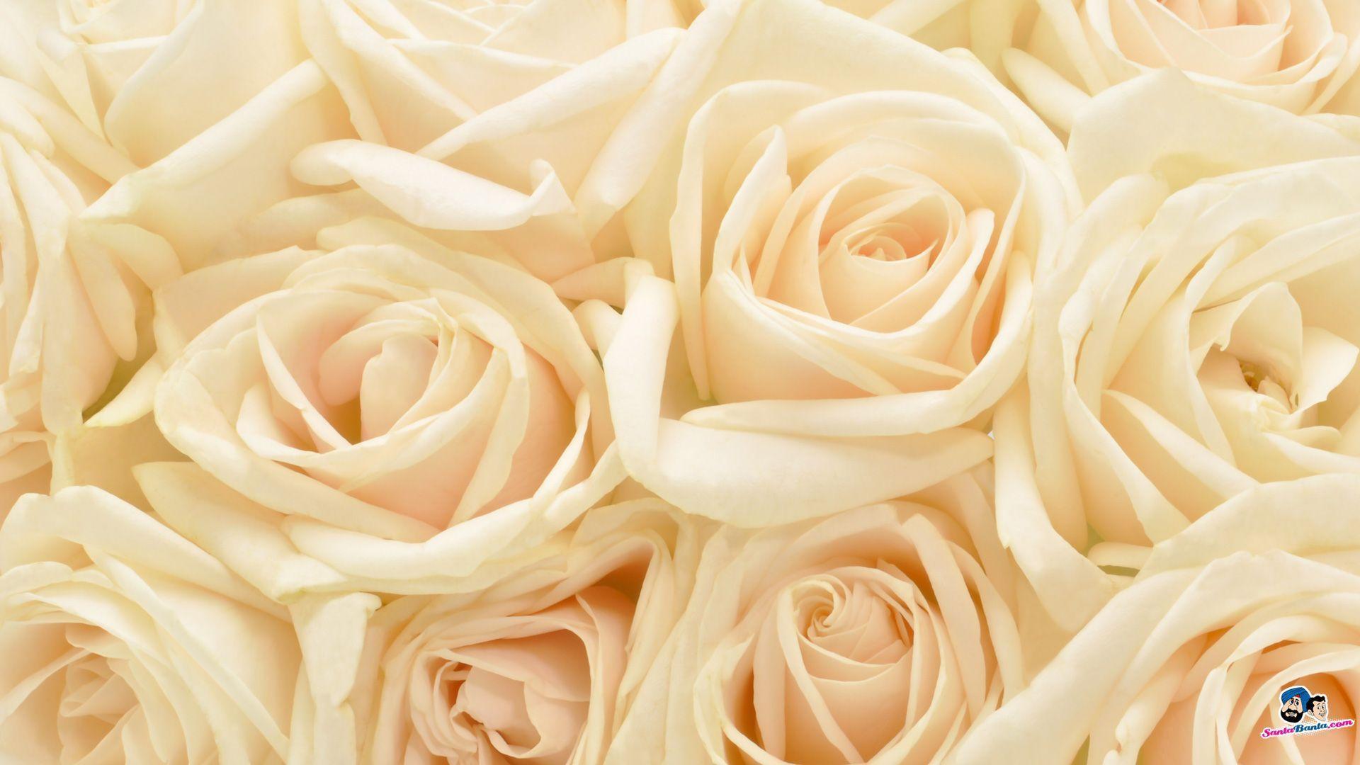 Detail White Rose Tumblr Backgrounds Nomer 16