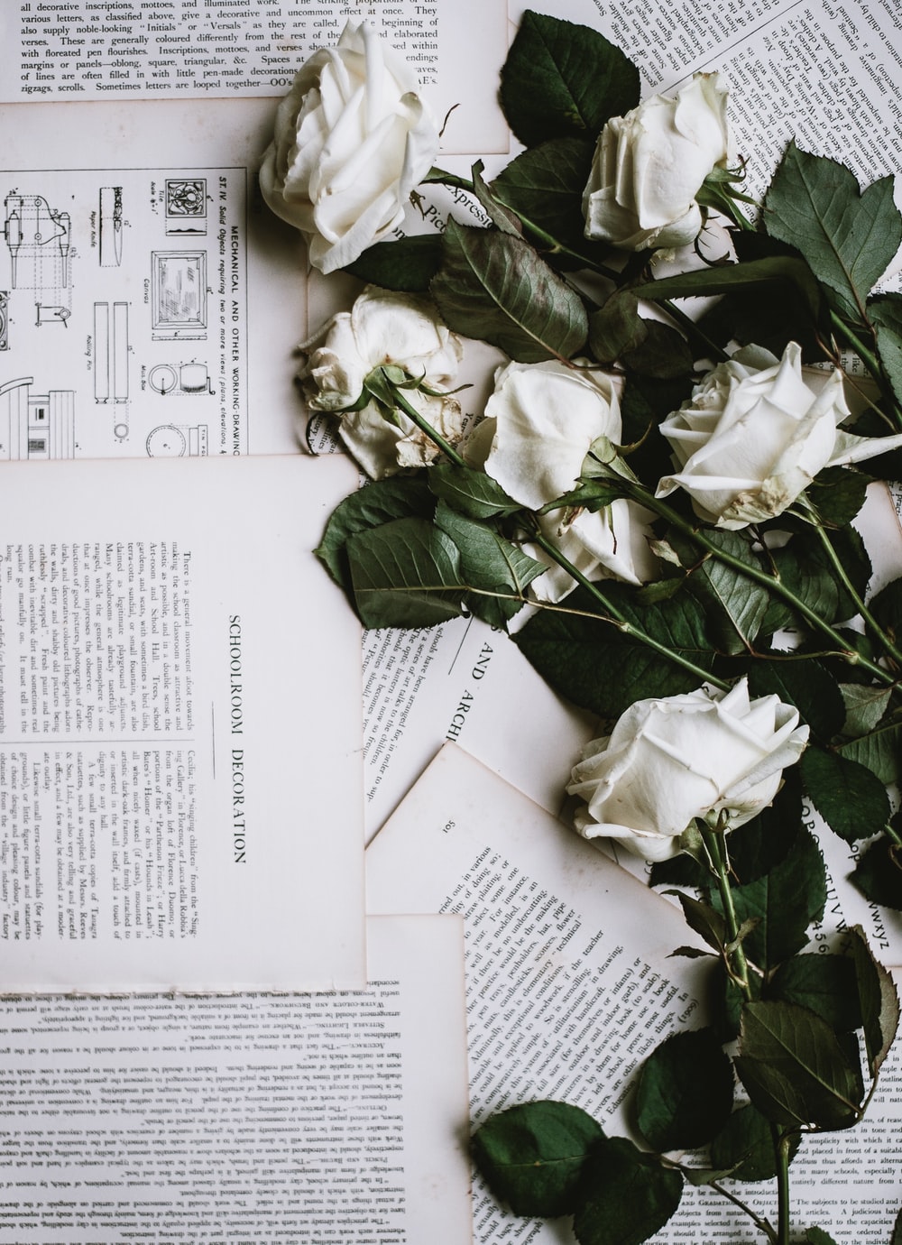 Detail White Rose Tumblr Backgrounds Nomer 20