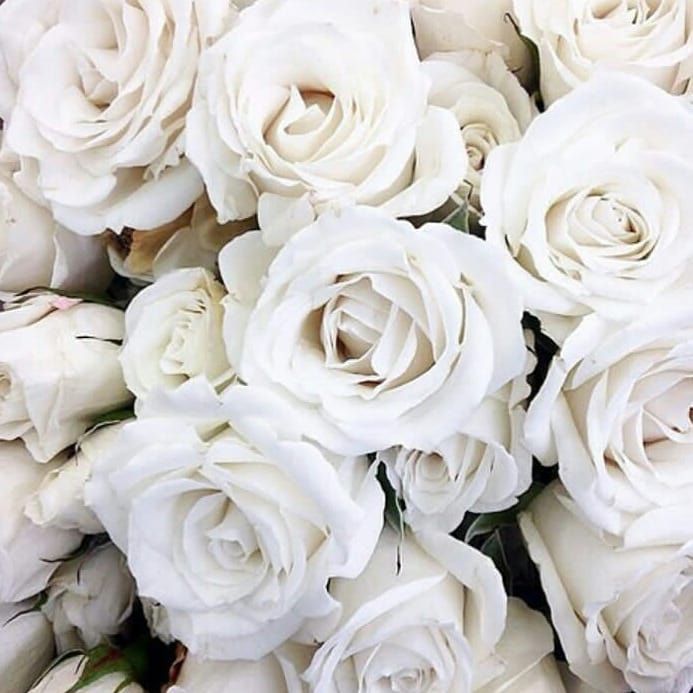 Detail White Rose Tumblr Backgrounds Nomer 3