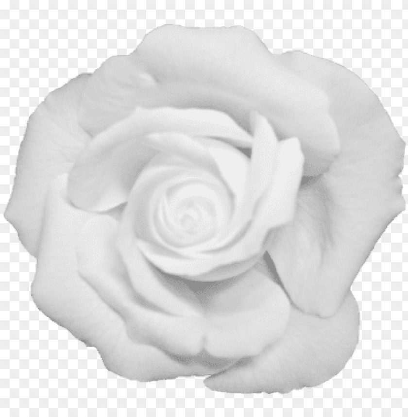 Detail White Rose Tumblr Backgrounds Nomer 24