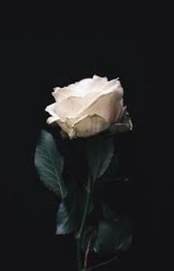 Detail White Rose Tumblr Backgrounds Nomer 26