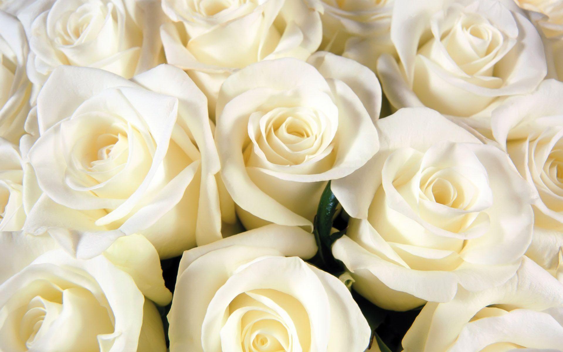 Detail White Rose Tumblr Backgrounds Nomer 4