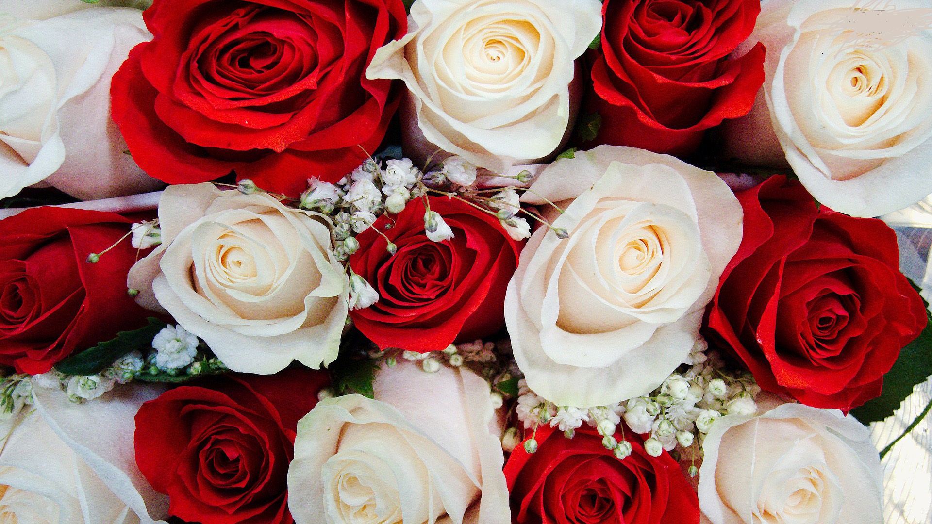 Detail White Rose Tumblr Backgrounds Nomer 28