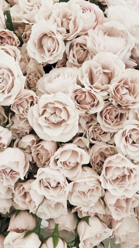 Detail White Rose Tumblr Backgrounds Nomer 31