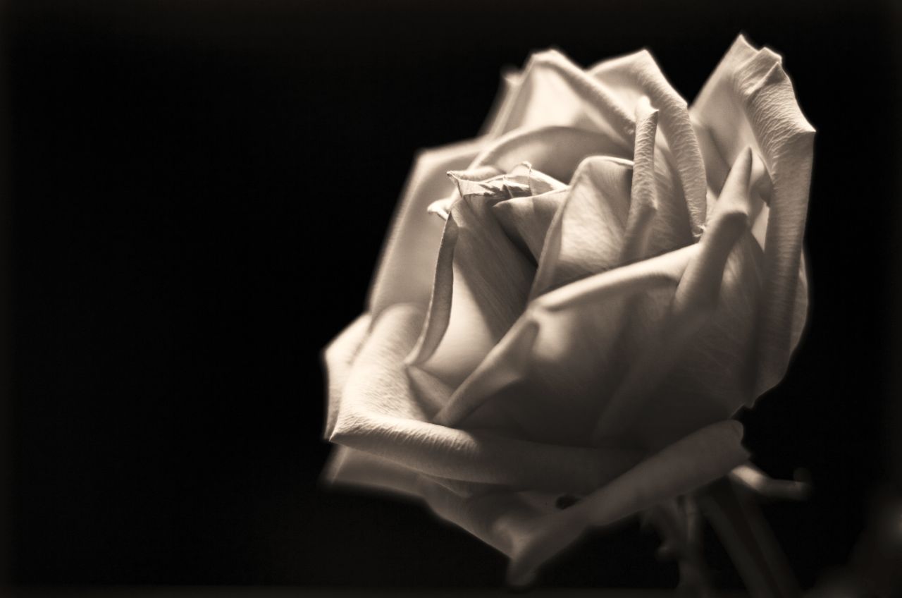 Detail White Rose Tumblr Backgrounds Nomer 35