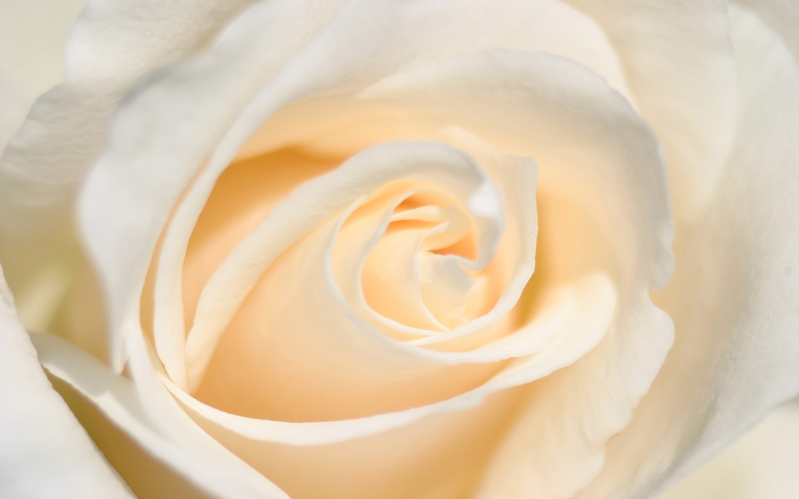 Detail White Rose Tumblr Backgrounds Nomer 36