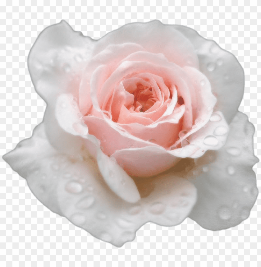 Detail White Rose Tumblr Backgrounds Nomer 39