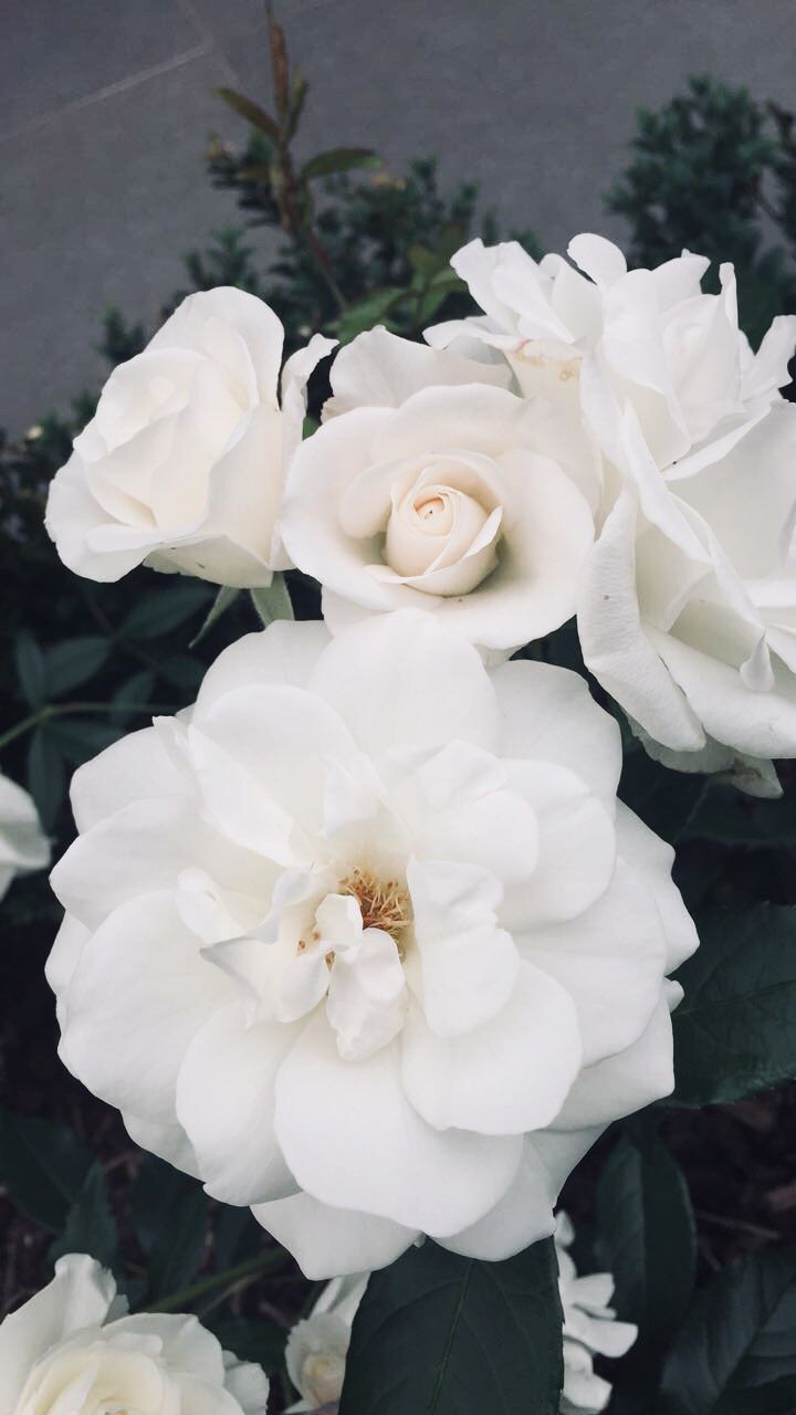 Detail White Rose Tumblr Backgrounds Nomer 43