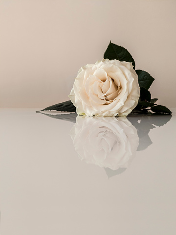 Detail White Rose Tumblr Backgrounds Nomer 44