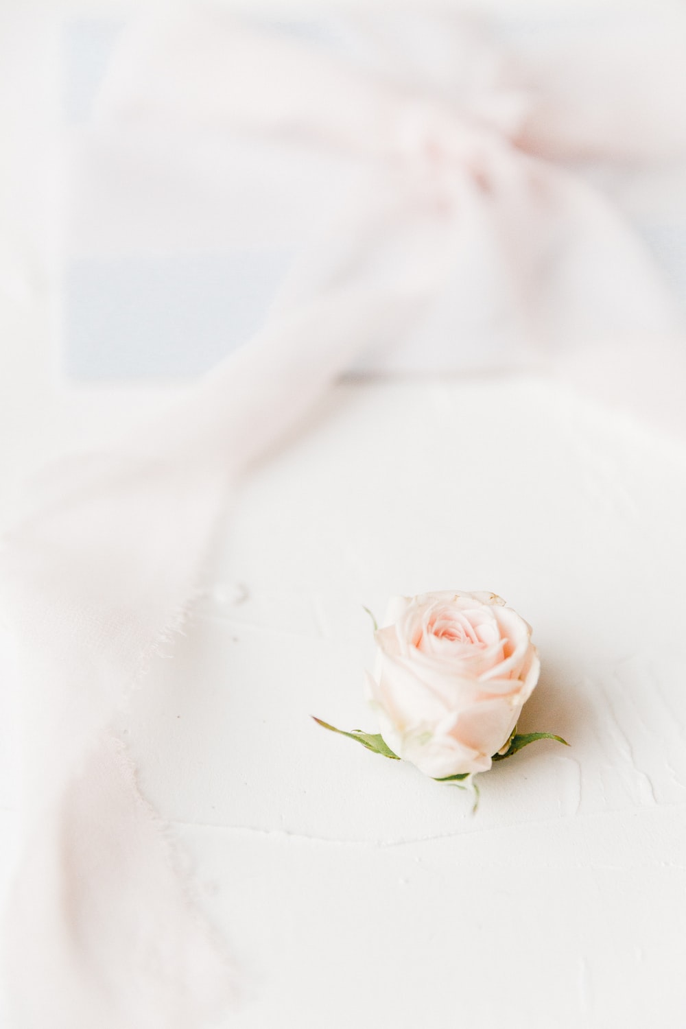 Detail White Rose Tumblr Backgrounds Nomer 45