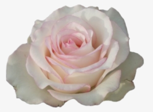 Detail White Rose Tumblr Backgrounds Nomer 48