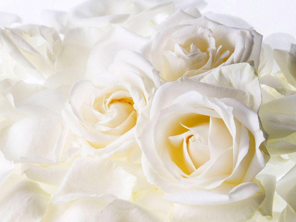 Detail White Rose Tumblr Backgrounds Nomer 8