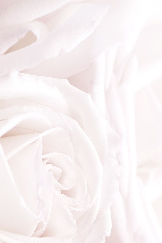 Detail White Rose Wallpaper Nomer 37