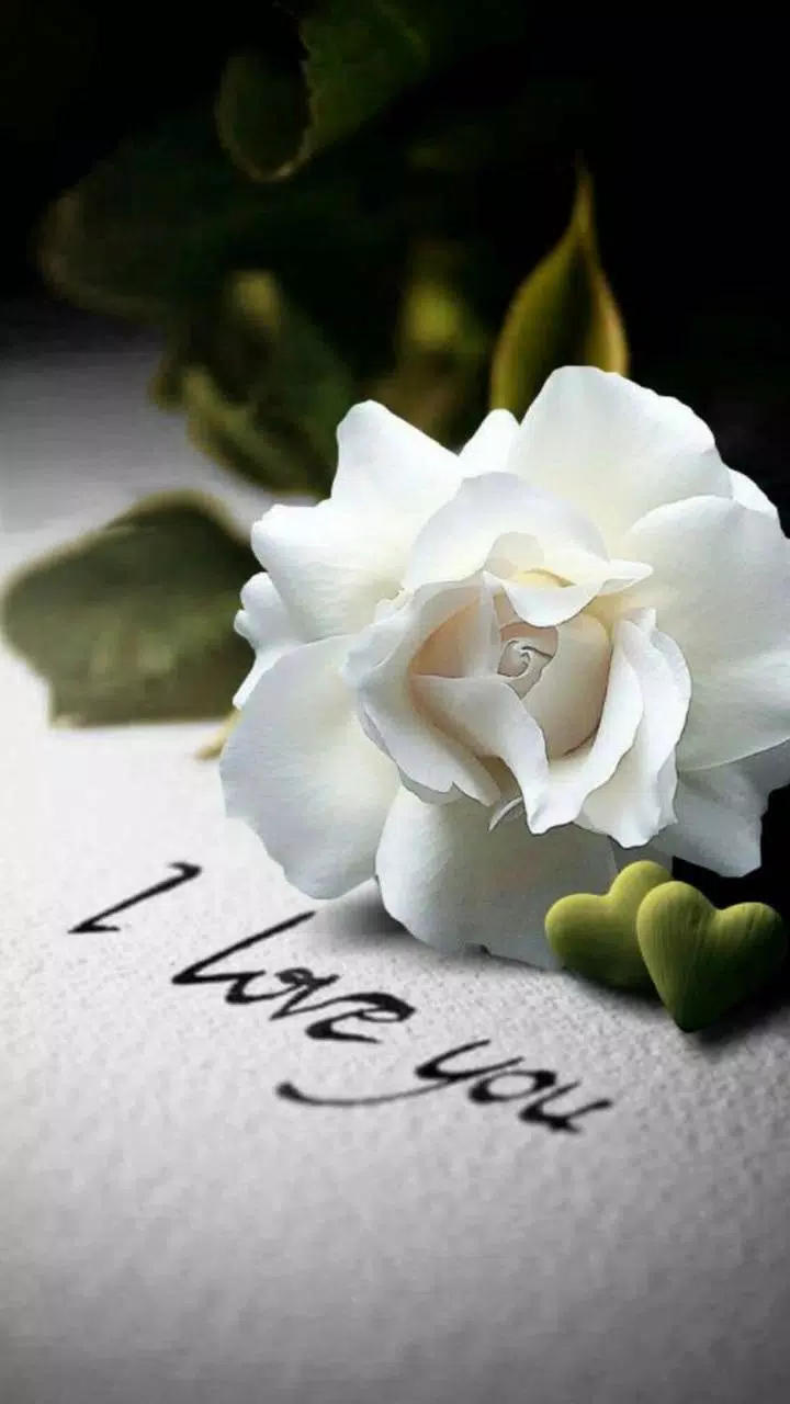 Detail White Rose Wallpaper Nomer 52