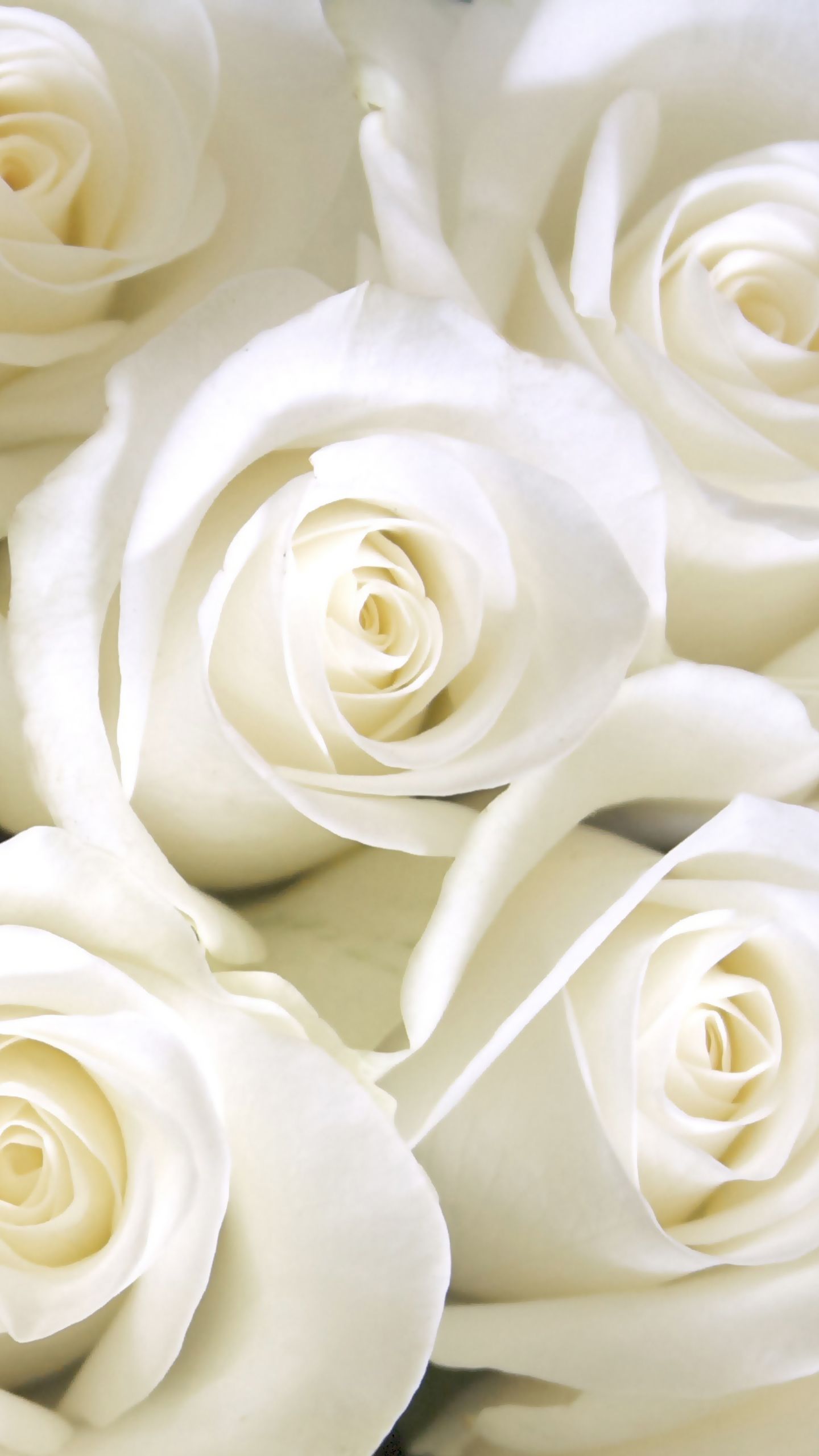 Detail White Rose Wallpaper Hd Nomer 22