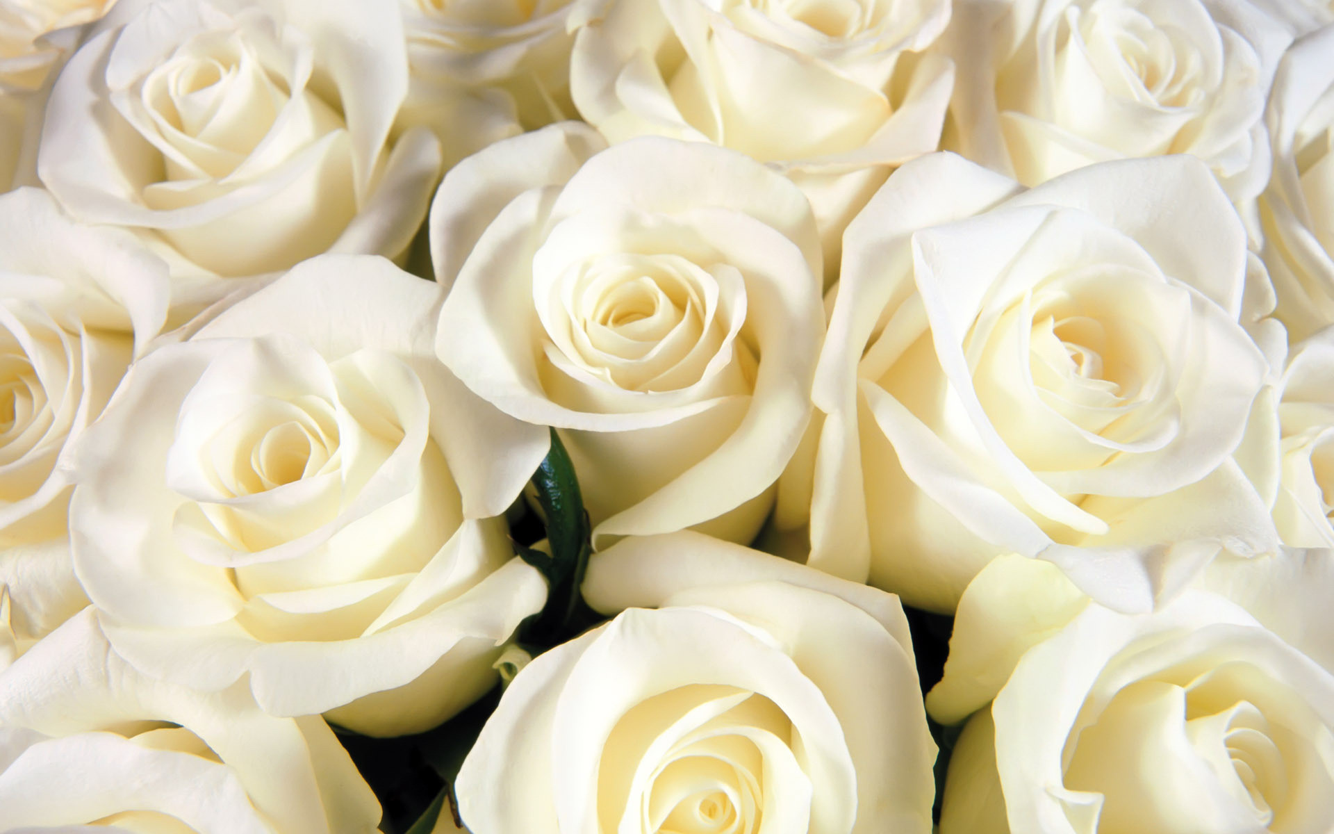 Detail White Rose Wallpaper Hd Nomer 39