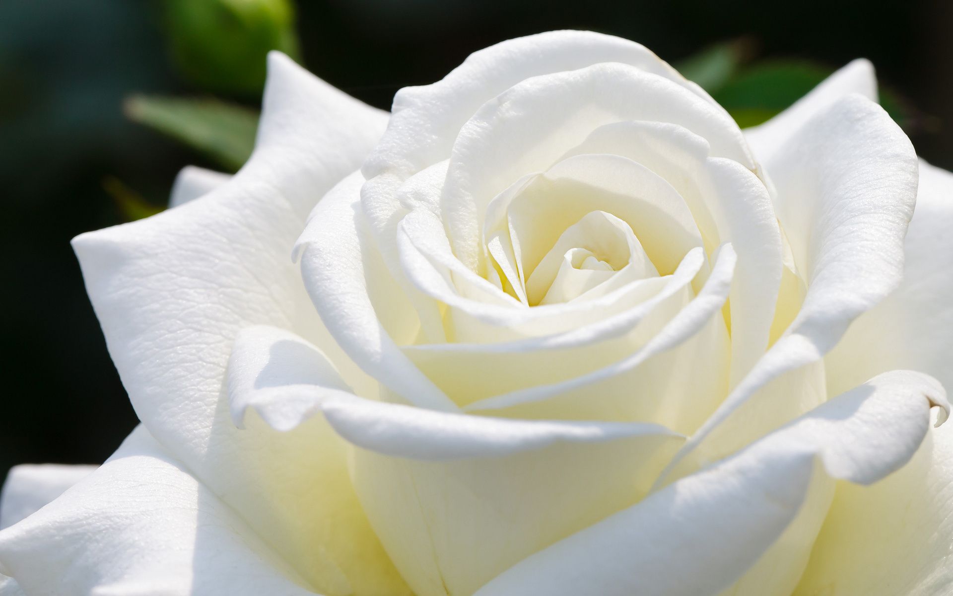 Detail White Rose Wallpaper Hd Nomer 5