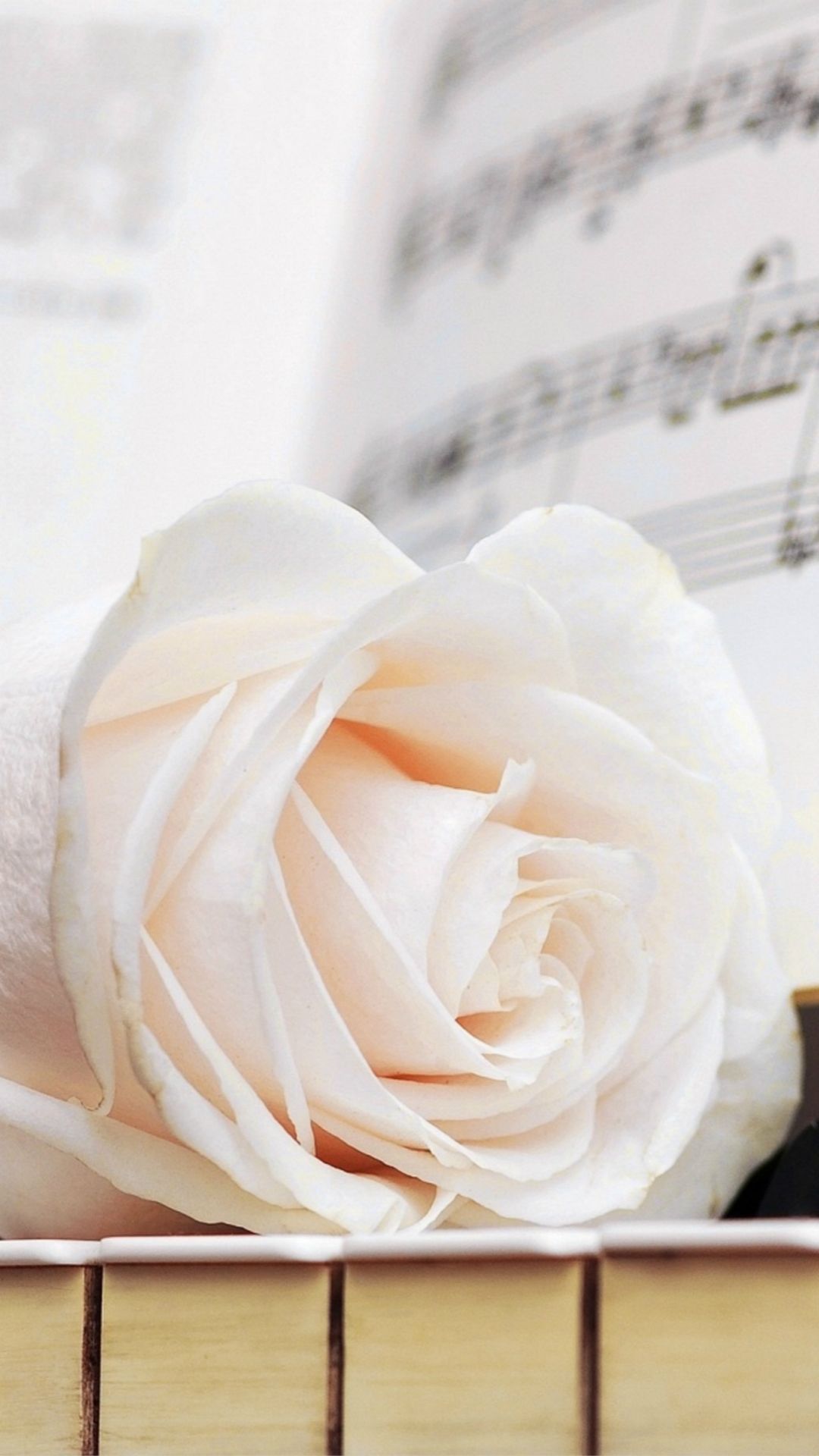 Detail White Rose Wallpaper Hd Nomer 45