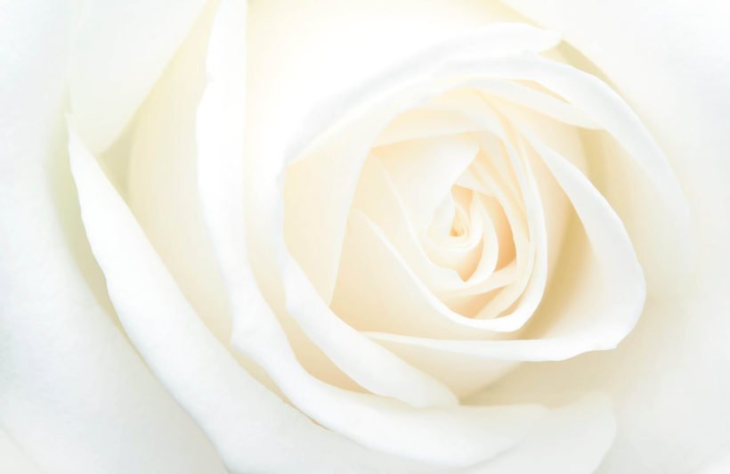 Detail White Rose Wallpaper Hd Nomer 52