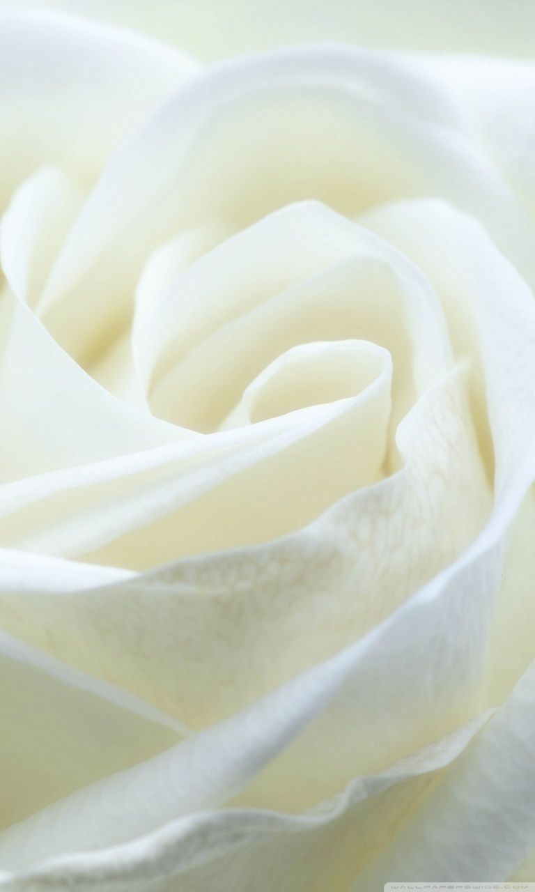 Detail White Rose Wallpaper Hd Nomer 54