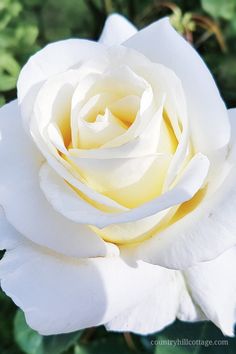 Detail White Rose Wallpaper Hd Nomer 56