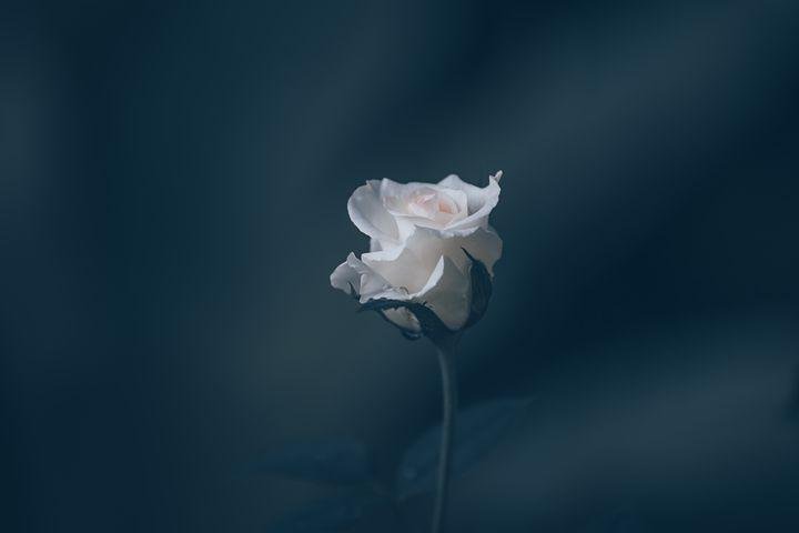 Detail White Rose Wallpaper Hd Nomer 7