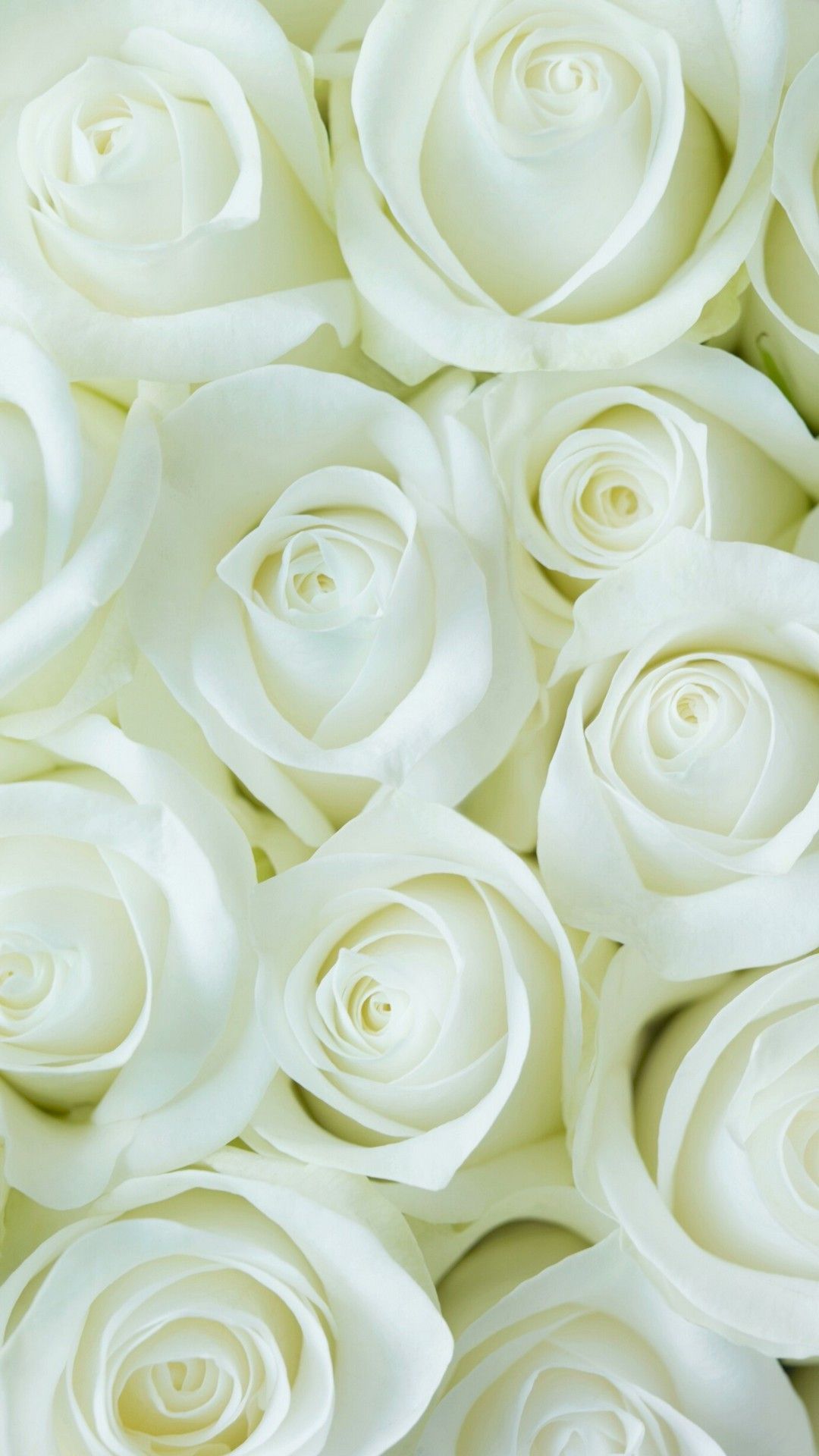 Detail White Rose Wallpaper Hd Nomer 10